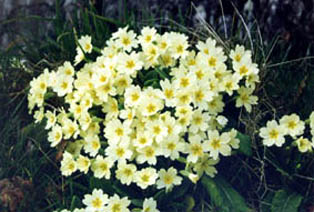 Primula vulgaris